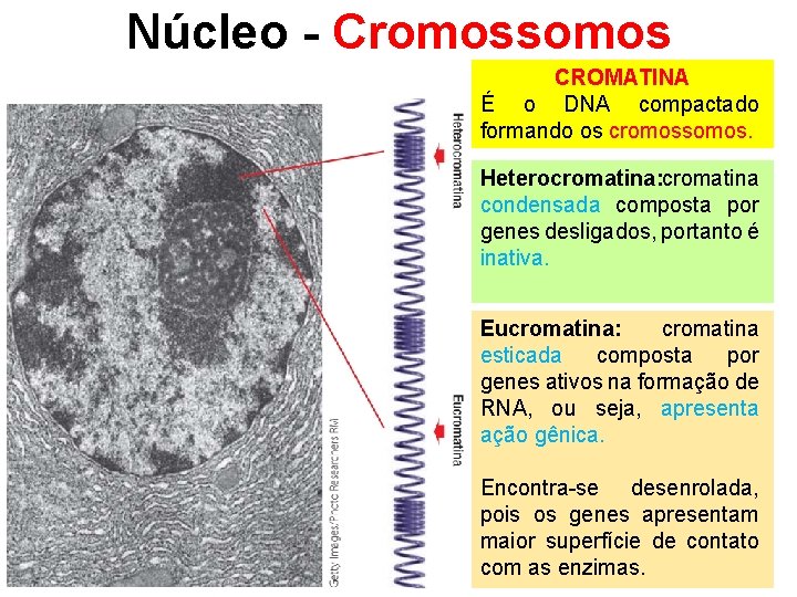 Núcleo - Cromossomos CROMATINA É o DNA compactado formando os cromossomos. Heterocromatina: cromatina condensada