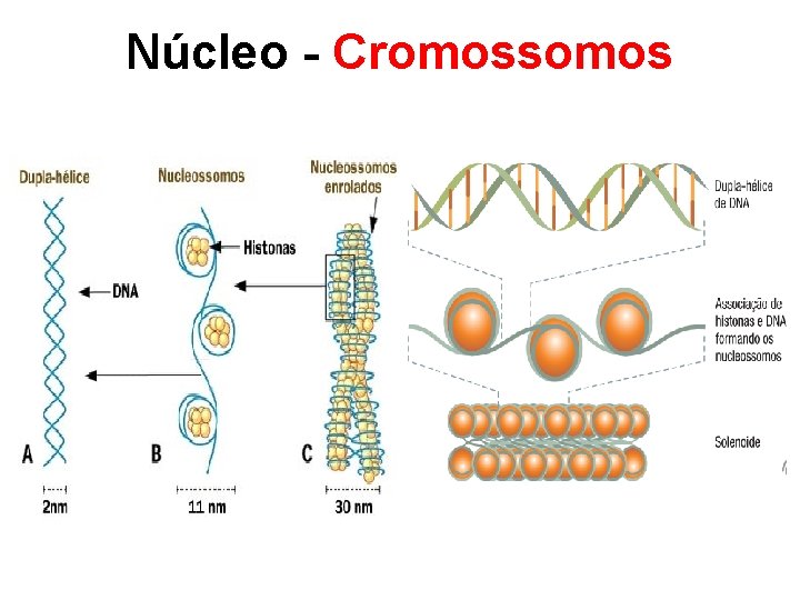 Núcleo - Cromossomos 
