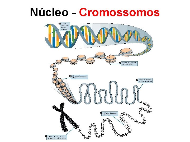 Núcleo - Cromossomos 