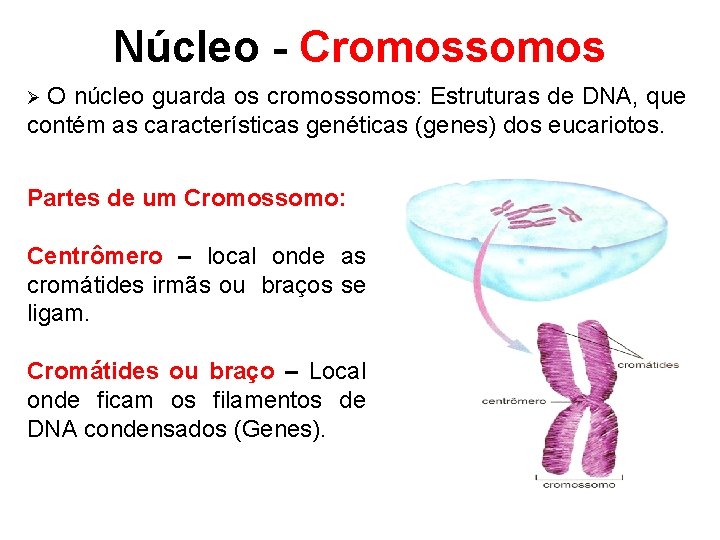 Núcleo - Cromossomos O núcleo guarda os cromossomos: Estruturas de DNA, que contém as