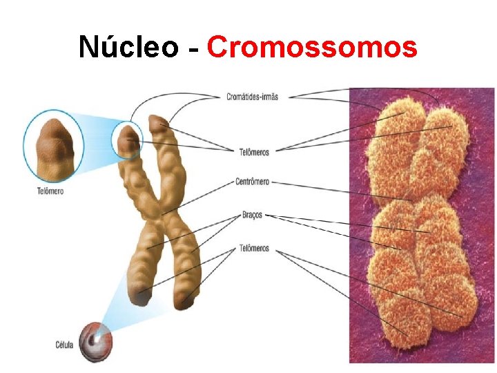 Núcleo - Cromossomos 