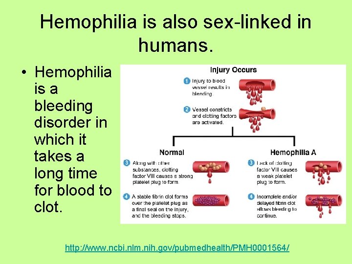 Hemophilia is also sex-linked in humans. • Hemophilia is a bleeding disorder in which