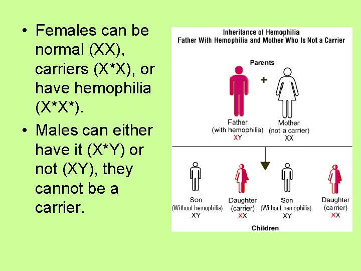  • Females can be normal (XX), carriers (X*X), or have hemophilia (X*X*). •