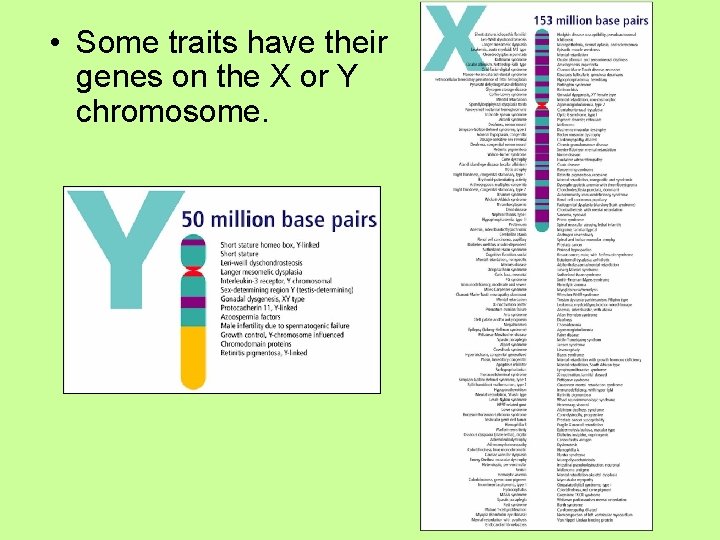  • Some traits have their genes on the X or Y chromosome. 