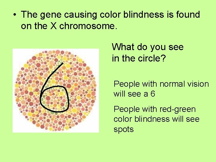  • The gene causing color blindness is found on the X chromosome. What