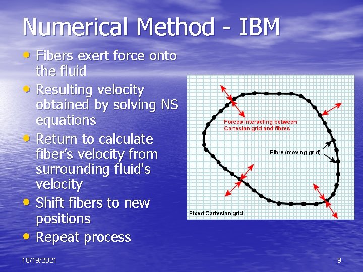 Numerical Method - IBM • Fibers exert force onto • • the fluid Resulting