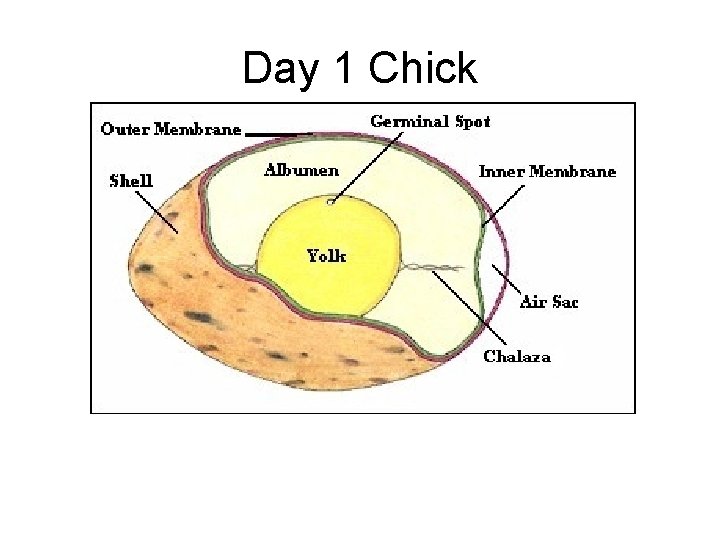 Day 1 Chick 