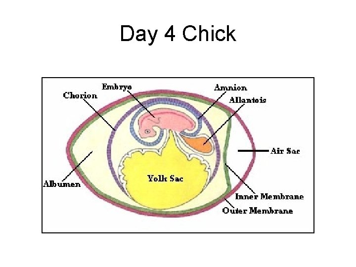 Day 4 Chick 