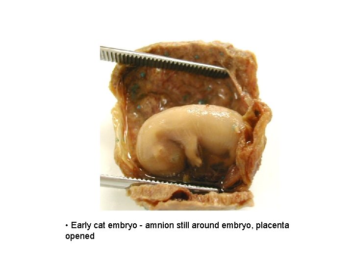  • Early cat embryo - amnion still around embryo, placenta opened 