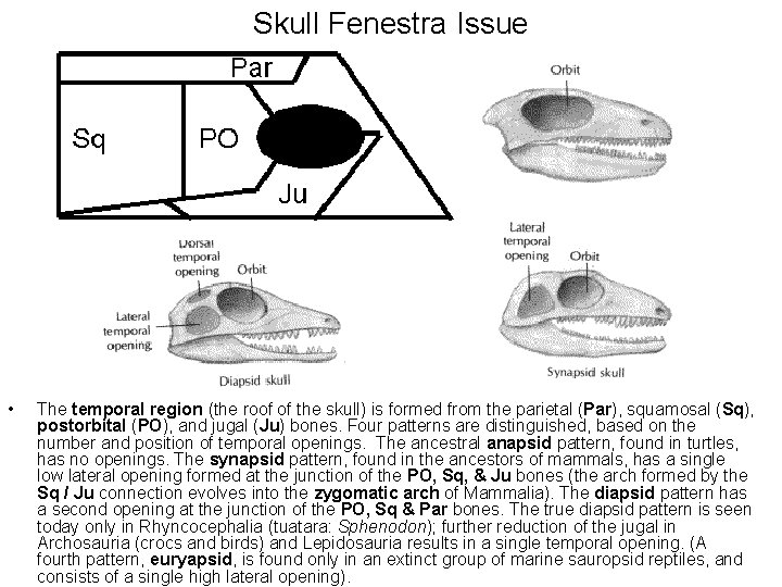 Skull Fenestra Issue • The temporal region (the roof of the skull) is formed