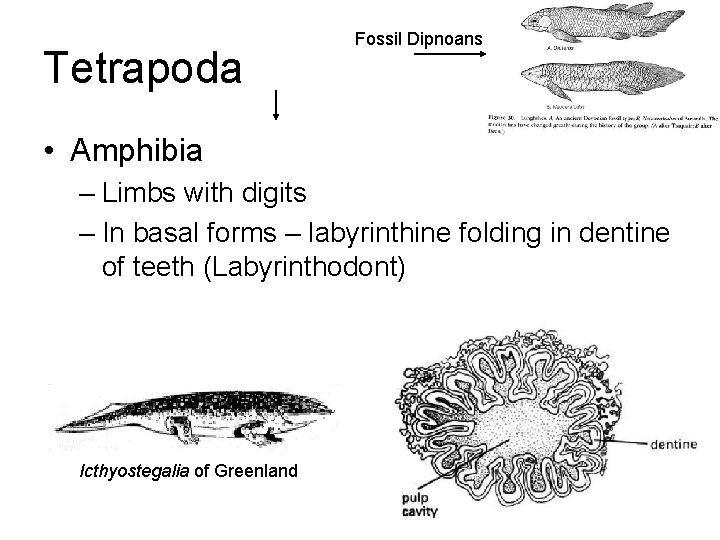 Tetrapoda Fossil Dipnoans • Amphibia – Limbs with digits – In basal forms –