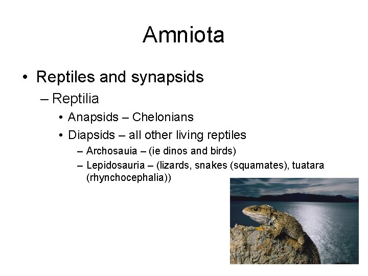 Amniota • Reptiles and synapsids – Reptilia • Anapsids – Chelonians • Diapsids –