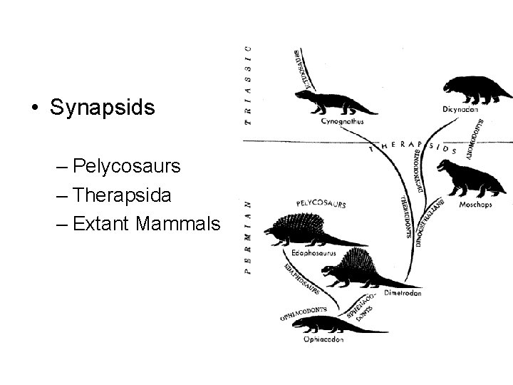  • Synapsids – Pelycosaurs – Therapsida – Extant Mammals 