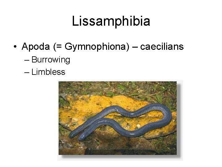 Lissamphibia • Apoda (= Gymnophiona) – caecilians – Burrowing – Limbless 