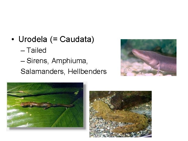  • Urodela (= Caudata) – Tailed – Sirens, Amphiuma, Salamanders, Hellbenders 