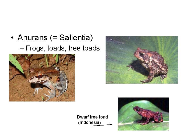  • Anurans (= Salientia) – Frogs, toads, tree toads Dwarf tree toad (Indonesia)