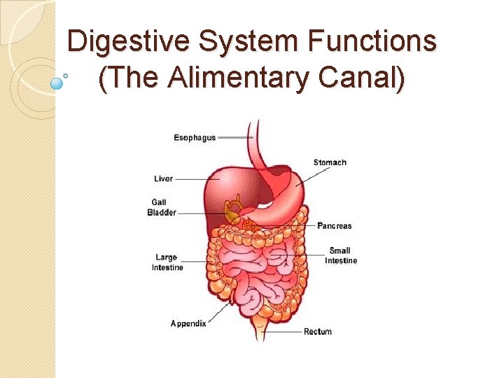 Digestive System Functions (The Alimentary Canal) 