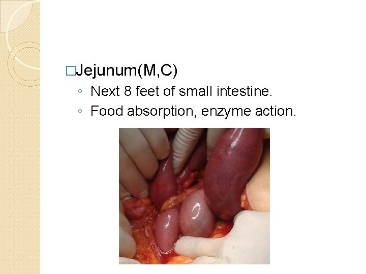 �Jejunum(M, C) ◦ Next 8 feet of small intestine. ◦ Food absorption, enzyme action.