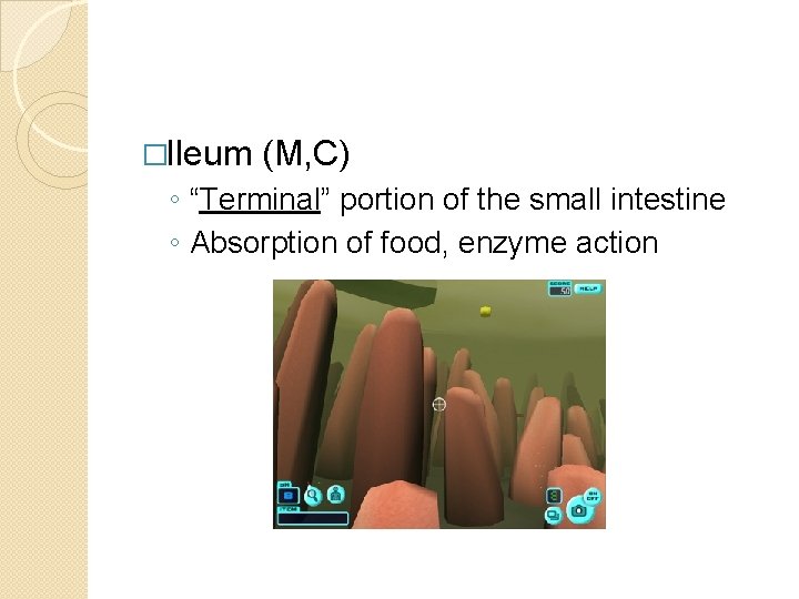 �Ileum (M, C) ◦ “Terminal” portion of the small intestine ◦ Absorption of food,