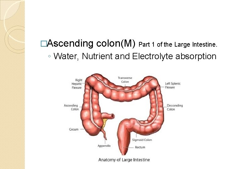 �Ascending colon(M) Part 1 of the Large Intestine. ◦ Water, Nutrient and Electrolyte absorption