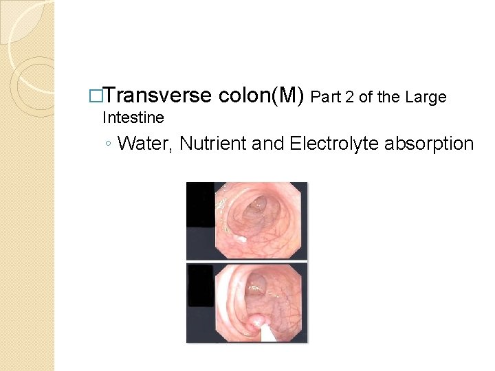 �Transverse colon(M) Part 2 of the Large Intestine ◦ Water, Nutrient and Electrolyte absorption