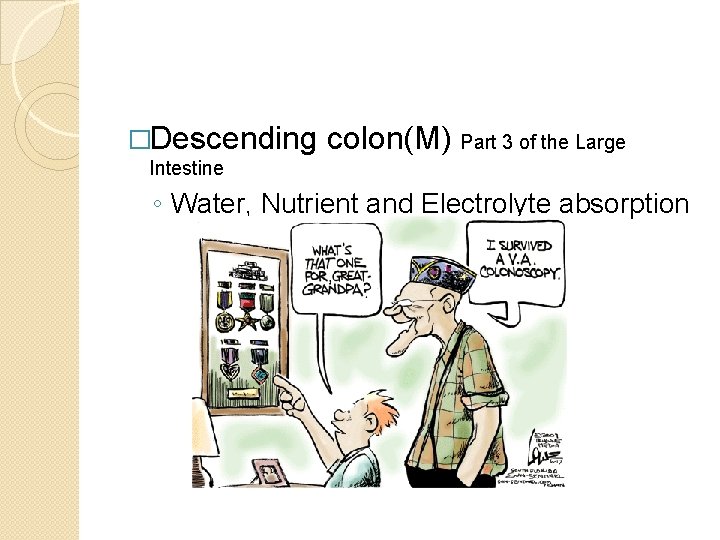 �Descending colon(M) Part 3 of the Large Intestine ◦ Water, Nutrient and Electrolyte absorption