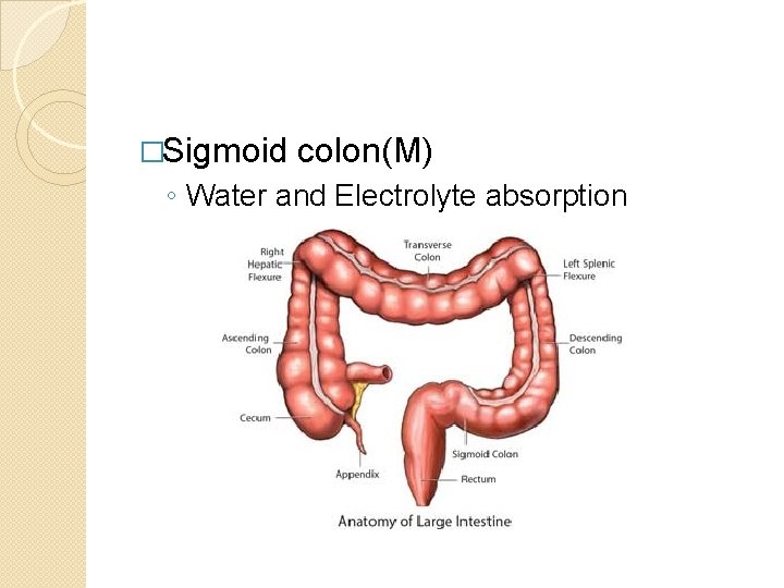 �Sigmoid colon(M) ◦ Water and Electrolyte absorption 