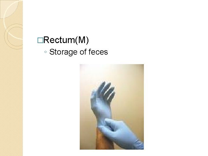 �Rectum(M) ◦ Storage of feces 