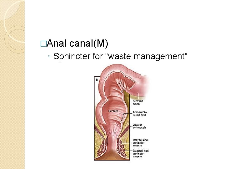 �Anal canal(M) ◦ Sphincter for “waste management” 