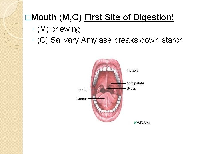 �Mouth (M, C) First Site of Digestion! ◦ (M) chewing ◦ (C) Salivary Amylase