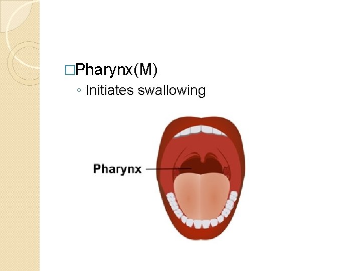 �Pharynx(M) ◦ Initiates swallowing 