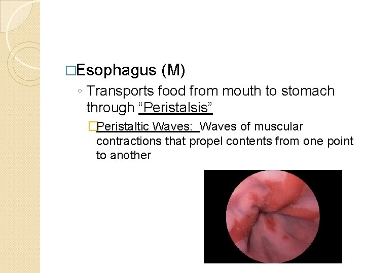 �Esophagus (M) ◦ Transports food from mouth to stomach through “Peristalsis” �Peristaltic Waves: Waves