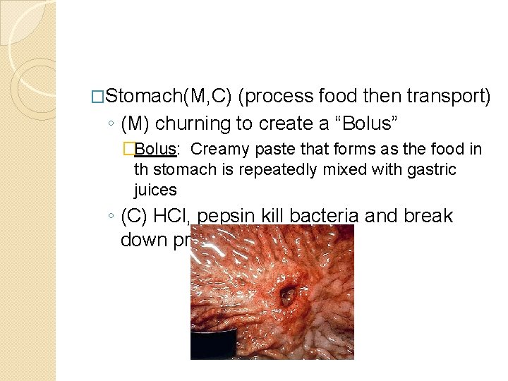 �Stomach(M, C) (process food then transport) ◦ (M) churning to create a “Bolus” �Bolus: