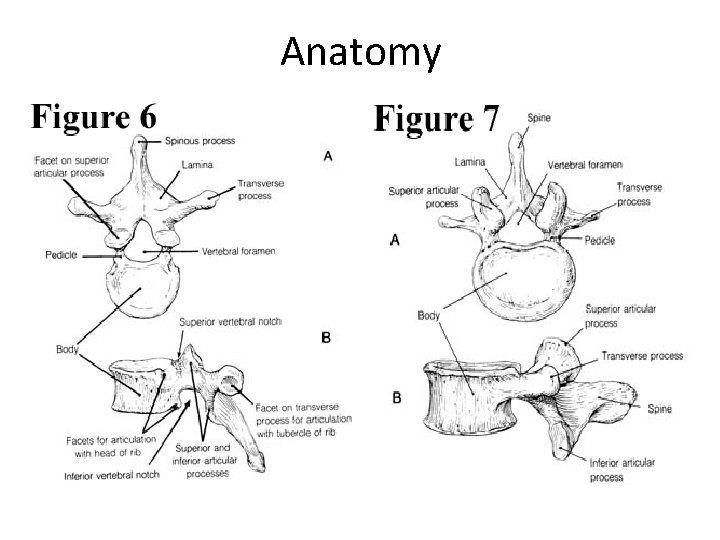 Anatomy 