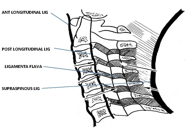 ANT LONGITUDINAL LIG POST LONGITUDINAL LIGAMENTA FLAVA SUPRASPINOUS LIG 