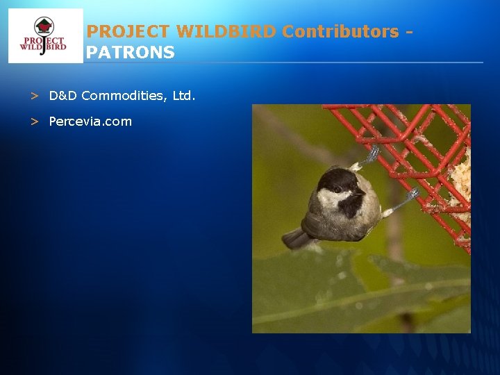 PROJECT WILDBIRD Contributors PATRONS > D&D Commodities, Ltd. > Percevia. com 