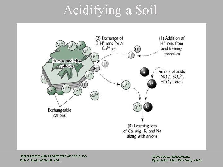 Acidifying a Soil THE NATURE AND PROPERTIES OF SOILS, 13/e Nyle C. Brady and