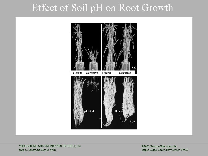 Effect of Soil p. H on Root Growth THE NATURE AND PROPERTIES OF SOILS,
