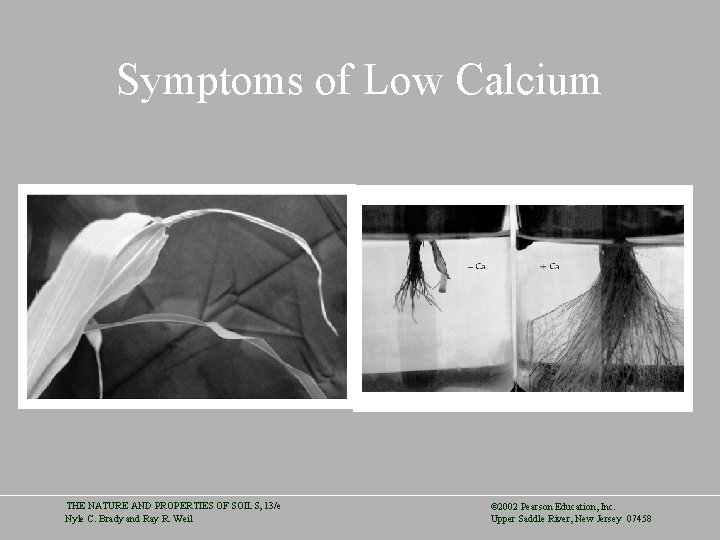 Symptoms of Low Calcium THE NATURE AND PROPERTIES OF SOILS, 13/e Nyle C. Brady