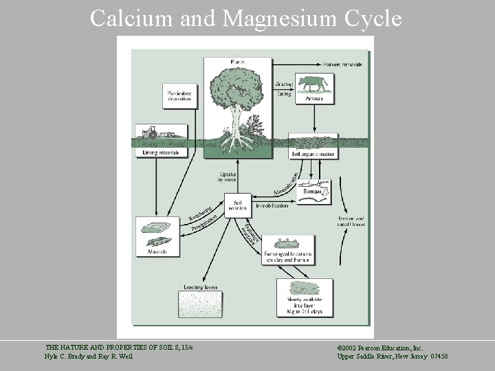 Calcium and Magnesium Cycle THE NATURE AND PROPERTIES OF SOILS, 13/e Nyle C. Brady