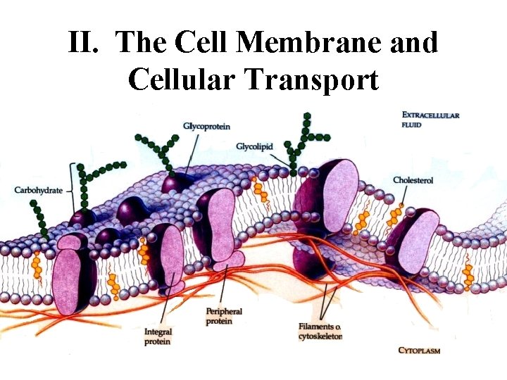 II. The Cell Membrane and Cellular Transport 