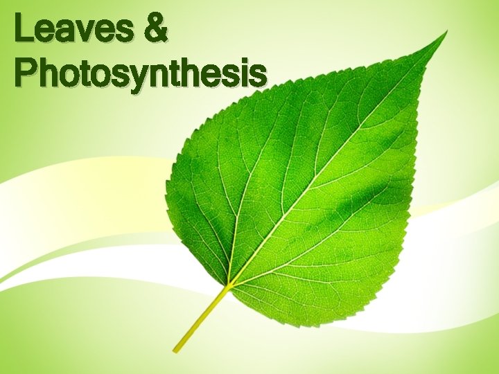 Leaves & Photosynthesis 