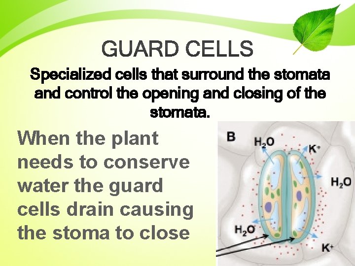 Specialized cells that surround the stomata and control the opening and closing of the