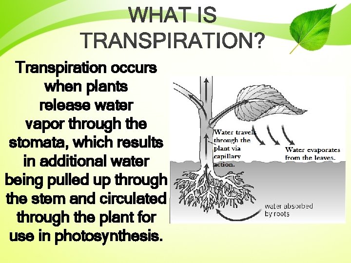 Transpiration occurs when plants release water vapor through the stomata, which results in additional