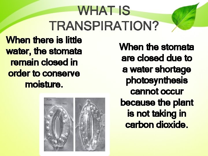 When there is little water, the stomata remain closed in order to conserve moisture.