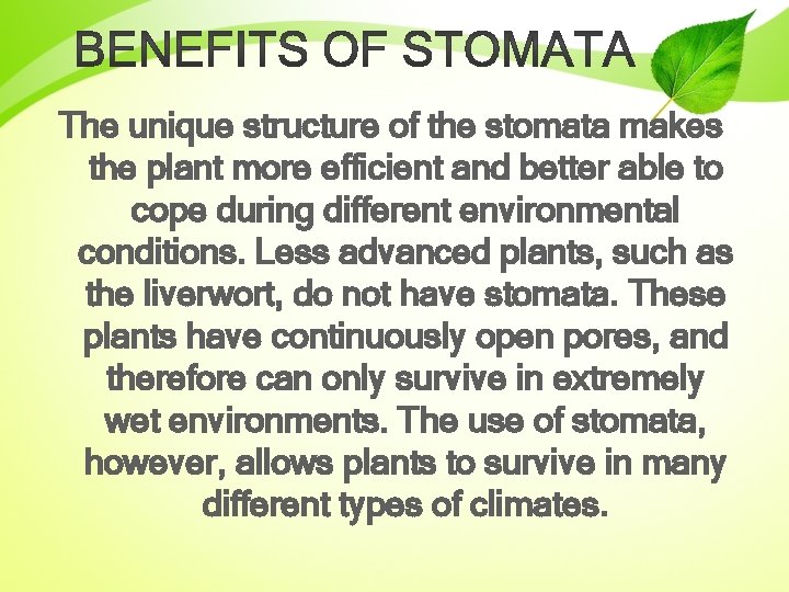 The unique structure of the stomata makes the plant more efficient and better able