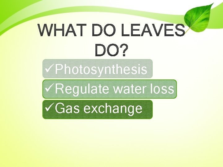 üPhotosynthesis üRegulate water loss üGas exchange 
