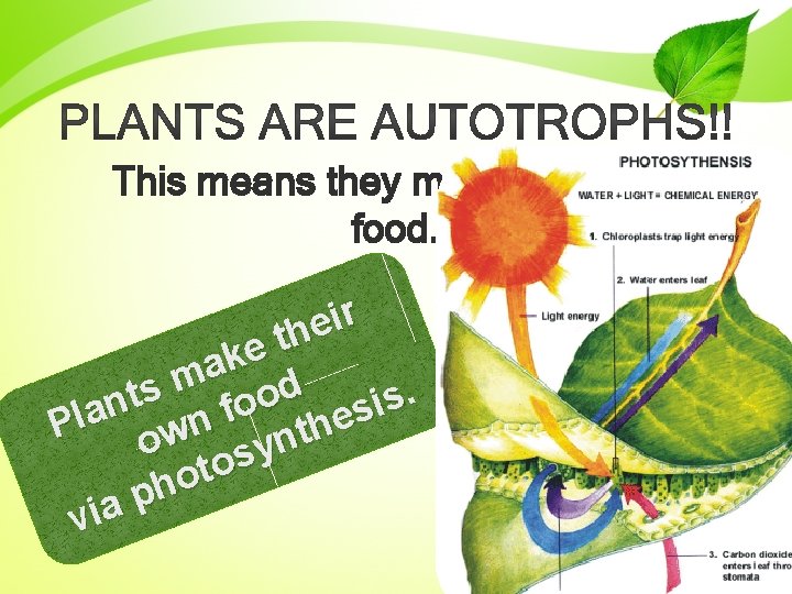 This means they make their own food. r i e h t e k