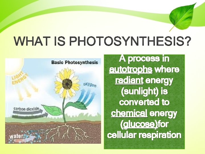 A process in autotrophs where radiant energy (sunlight) is converted to chemical energy (glucose)for