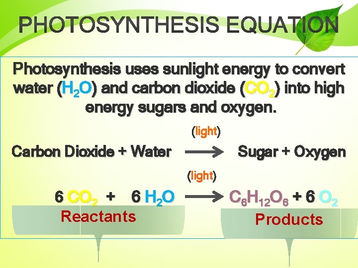 Photosynthesis uses sunlight energy to convert water (H 2 O) and carbon dioxide (CO
